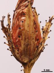 Hypericum montanum sepals with conspicuous black glands on teeth.
 © Landcare Research 2010 